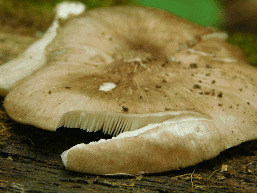 a pale brown mushroom cap, split open so that a sliver of gills is visible