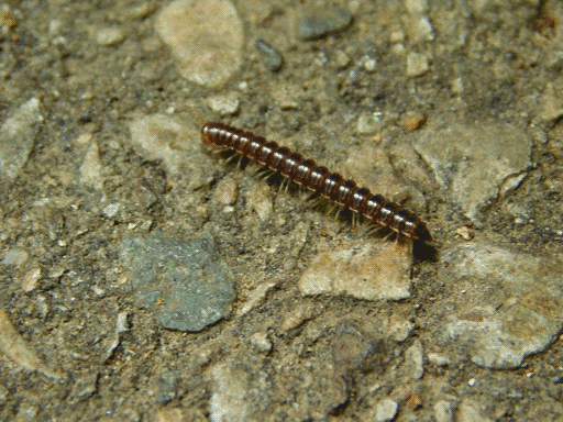 millipede running on road surface, pairs of legs moving together in alternating directions