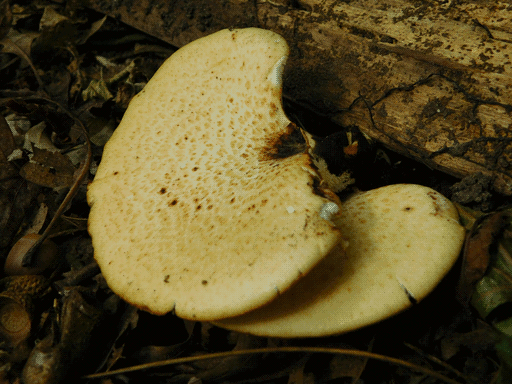 a stacked pair of deattached beige shelf fungi, fairly orderly pattern of small, slightly darkened spots radiating from their centers