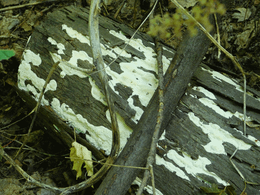 mottled patches of bright white fungus on a cut log (wood rot?)
