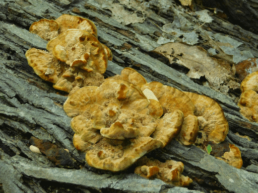 blobby looking, thick, pale orange shelf fungi atop wood