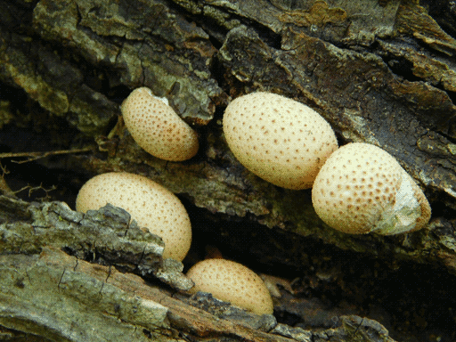 several little spotted puffball fungi in a bark crevasse