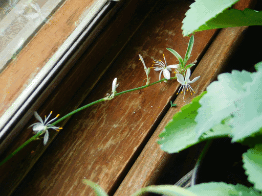 A spider plant resting, extending by ts stem from its unseen parent, on a rough-looking wooden windowsill. It has three open white flowers along the stem, and two unopened. To its right in the far foreground are the leaves of a mother-of-thousands succulent.