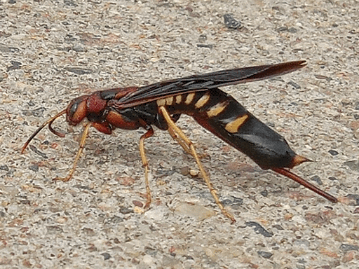 A large sawfly (easily mistaken for a wasp, as I did) standing on sidewalk pavement, a pigeon horntail. Its head, thorax, and upper legs are deep red to burent orange, while its abdomen is black with pale yellow markings. Its wings are black and the rest of its legs also pale yellow. It has a deep red rod (apparently not ovipositor) protruding from under the end of its abdomen. The full-size picture is barely bigger than the thumbnail because my phone wouldn't focus well, sorry.