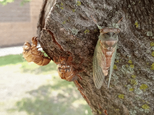 Cicada, with fresh pale copper skin and pale green-laced wings, perching on a tree next to two moulted shells. One of them might have been its.