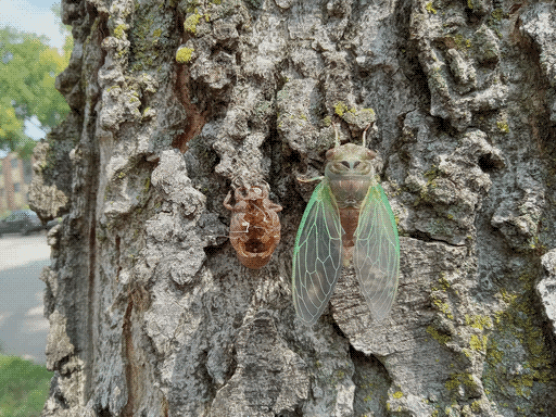 Another cicada on another tree, similar in coloration but with more vibrant green wing lacing, perching just to the right of the moulted skin I had just seen it crawl out of