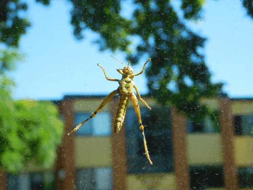 View from inside a rain and dust-spotted window with a strikingly lit grasshopper clinging on the outside. Its forelegs are arranged in a dabbing position.