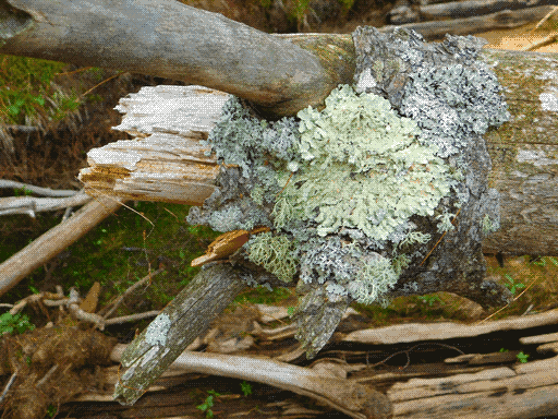 Broken log with two protuberances sticking out near its broken end at left frame. In center frame, between and to the right of the protuberances, is a large patch of foliose lichens, pale greens, greys, and cyans. Behind the log in softer focus are mossy ground and various pieces of driftwood.
