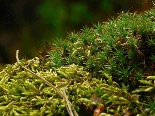 A mossy surface, sloping up from left to right. to the right is a darker green, spiky-leaved moss tipped with reddish-brown (hair-cap moss) and to the left is a more chartreuse, smaller-leaved moss with a softer, more tubular shape. I have not identified it.