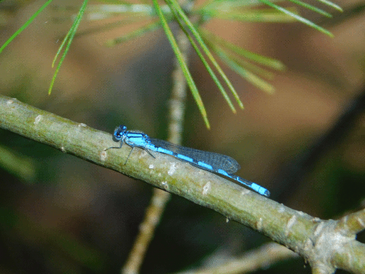 Electric blue damselfly with some black striping on its thorax and spots along its back, perching on and parallel to a branch roughly as wide as its leg span. Behind and above it, some pine needles are visible.