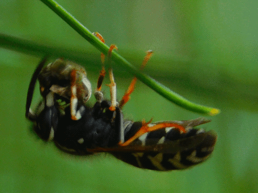 A wasp of some kind, black with some yellow striping, clinging upside down to a pine needle, its shaking blurring much of its body except a few of its reddish legs. It is eating a piece of something else insectoid that cannot be made out very clearly.
