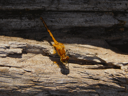 An orange dragonfly viewed from above, perching on a sunlit patch of a log. Its compound eyes are chocolate brown, transitioning to a yellowy green along their sides. Its limbs are black, as is a sawtooth pattern on either side of its abdomen/tail. Orange pigment at the base of its wings stains the light cast through to the wood.