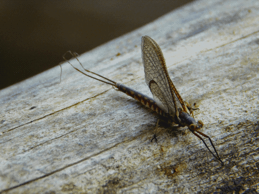 A mayfly on a log, it and the log extending perpendicular to each other across the diagonals of the frame. Its two tails appear shriveled at their ends.