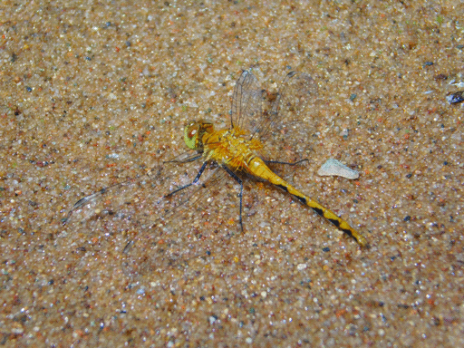 Another of the orange dragonflies, more amber in color, viewed from above and to its left. The green of the side of its eye is more apparent at this angle. To its right is a translucent rock a bit smaller than its head. It stands on wet, glittering sand, grains mostly of tan, but also of white, grey, black, lime, red, brown and oranges.