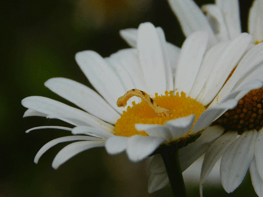 In the center of an oxeye daisy viewed from the side is a yellow inchworm with brown spots along its back. It is rearing its head and pollen is visible sticking to its forelegs. The daisy in focus obscures two more to its right.