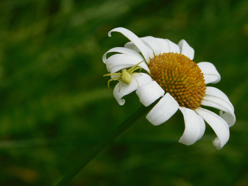 A sole daisy, with petals curling back and its center browning from yellow. On the petals on its left side is a pale yellow spider with some dull linear markings on its back (garden crab spider)