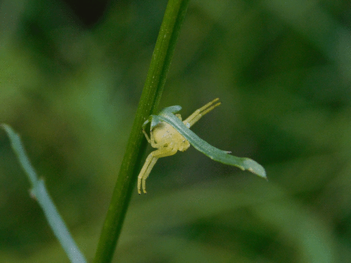The garden crab spider, now under the base of a thin leaf on the daisy's stem. It clings with its back two pairs of legs while it extends its front two pairs outwards. Its mouthparts and a few beady black eyes are visible on its head, and black tips and a few coarse black hairs at the ends of its legs