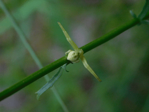 A third view of the garden crab spider, having climbed around the stem to the opposite side of the leaf. It is now full-on T-posing with its front four legs. The lighting is now making the marks on its back look like a concerned, possibly screaming face (two pit eyes with a high, wrinkled forehead, and a round mouth)