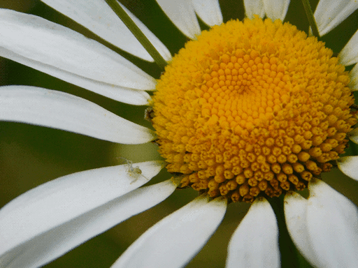 Closeup of the center of a daisy, none of the ends of its petals visible in the frame. A tiny beige spider is standing in some kind of an alert pose near the base of a petal. It sort of looks like it's wearing a pair of cool grey shades or a visor.