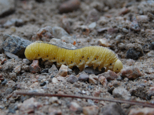 A fairly adorable elm sawfly larva (easily mistaken for a caterpillar) crawling across gravel and sand. It is yellow, wrinkly and bumpy, with a black dot and a tentacular protrusion visible above each leg, a black stripe along its back, and black dot eyes.