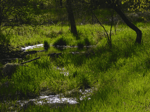 view of a small pond in a lush green marsh, sun glinting at its edges. two trees with tilted trunks stand near the pond, casting a shadow over nearby reeds. two mallard ducks are in the pond with their heads down in the water.