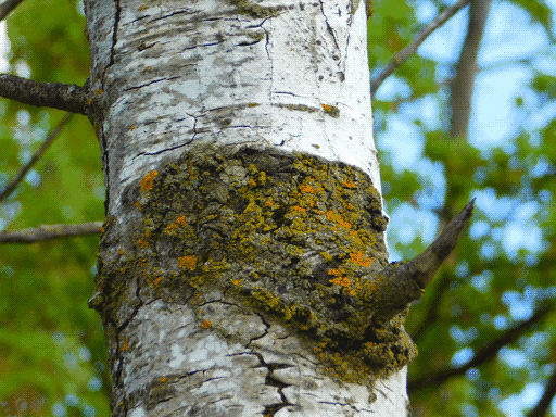 closeup of a dark patch on an aspen trunk. the rest of the bark is light, smooth but cracked, and mottled and spotted with some areas of darker grey. the patch is a much darker grey and rough, covered in gold and green lichens. at its right edge there's a broken branch that looks like an animal's horn.
