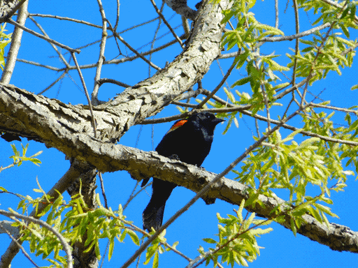 red-winged blackbird, staring to the right, perched on a branch just past a fork in front of an electric blue sky. the bark of the branches is pale and so furrowed as to almost look like it's peeling. thinner branches extend all about, some growing thick with narrow new leaves. most of the blackbird's body is in shadow, but the sun glints off the end of its tail, the claws of its feet, the red band at the top of its left wing, its head and throat, and its piercing eye.